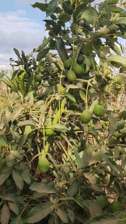 Avocado Baum