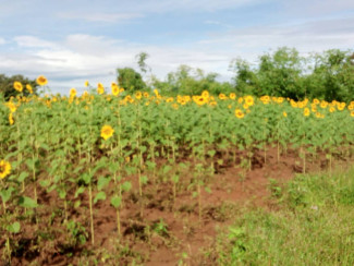 Sonnenblumen