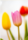 Tulpen
